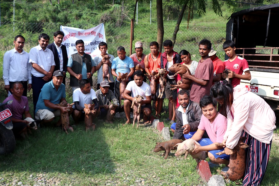 bangur patha bitaran news