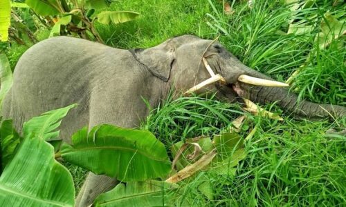 Hatti-ko-chawa-elephant