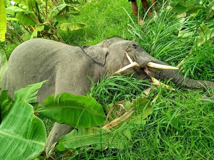 Hatti-ko-chawa-elephant