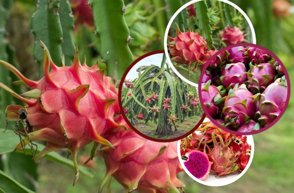 dragon fruits