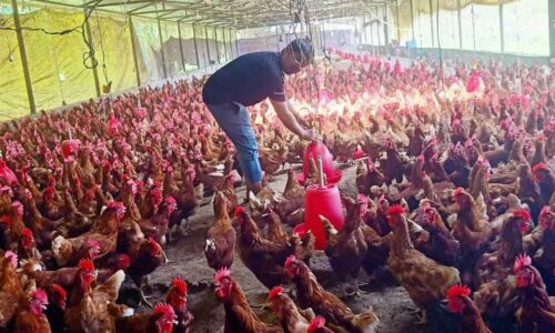 kukhura-palan_zkiJguBzn1