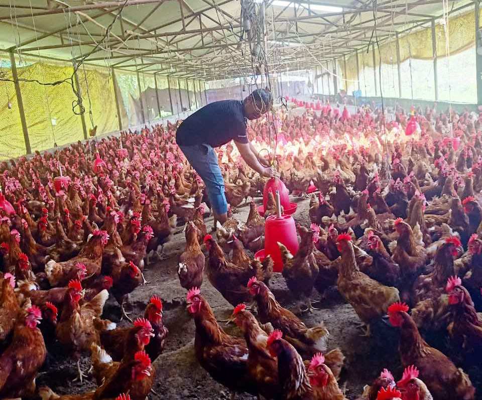 kukhura-palan_zkiJguBzn1