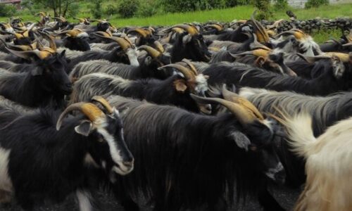 chyangra-e1727947857593