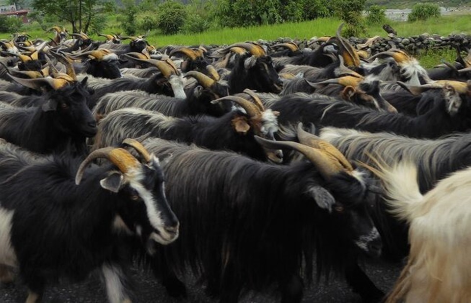 chyangra-e1727947857593