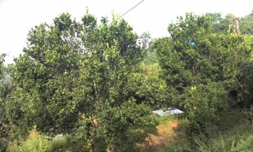 suntala-rog-kisan-chintit