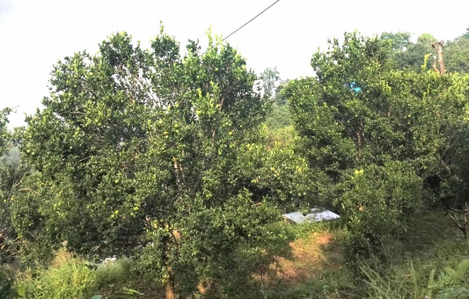 suntala-rog-kisan-chintit