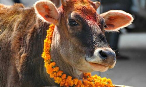 Cow-Tihar-Gaai