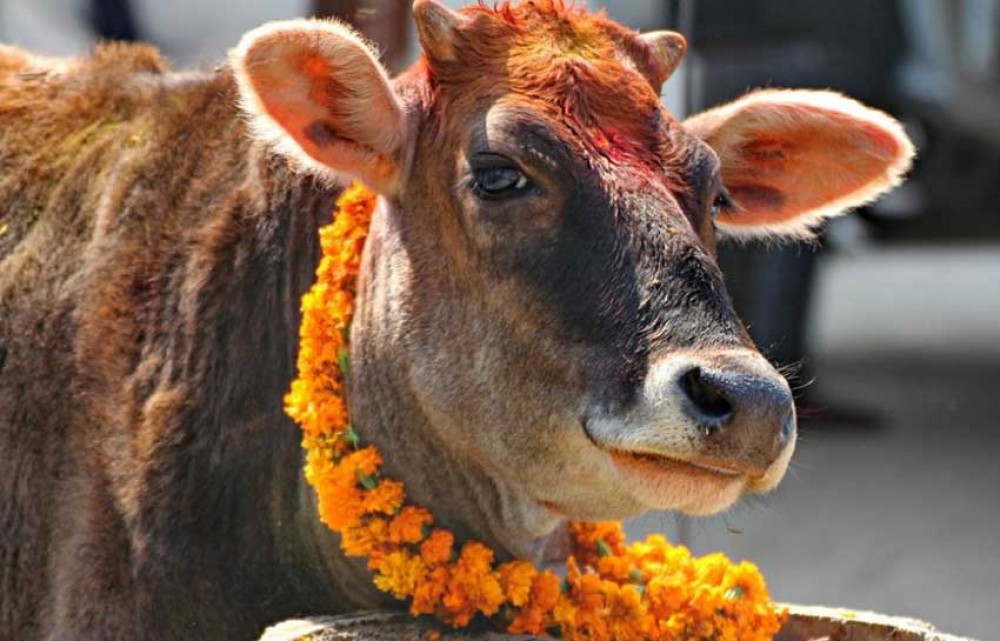 Cow-Tihar-Gaai