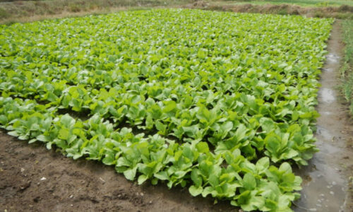 raayo saag sag saagkheti