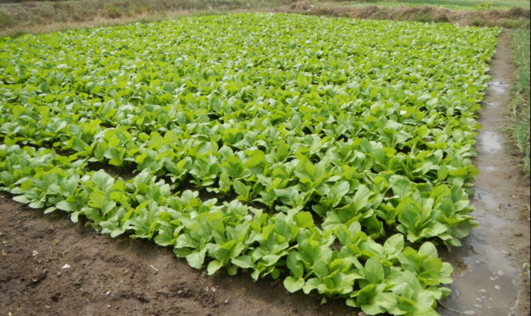 raayo saag sag saagkheti