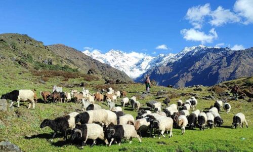 sheep-e1684719660158