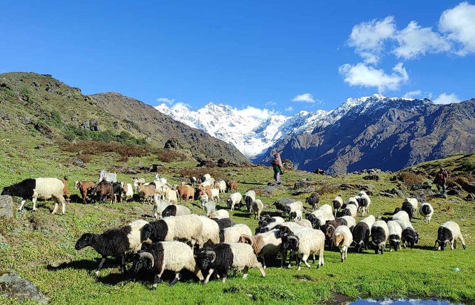 sheep-e1684719660158