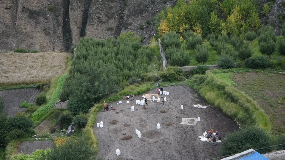 Mustang-Aalu-Zone-Potato