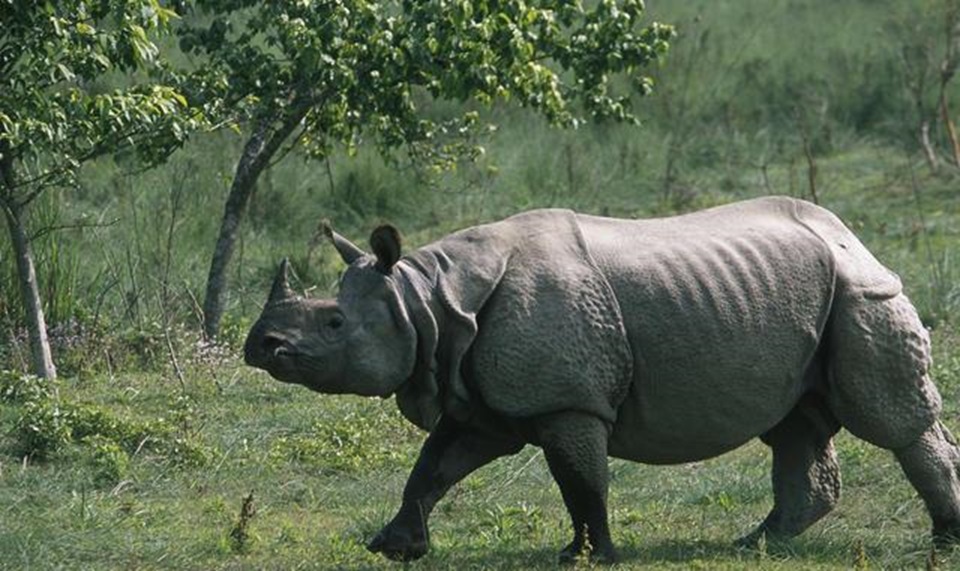 Rhino_gaida_ratoapti_3lvQewJAcC
