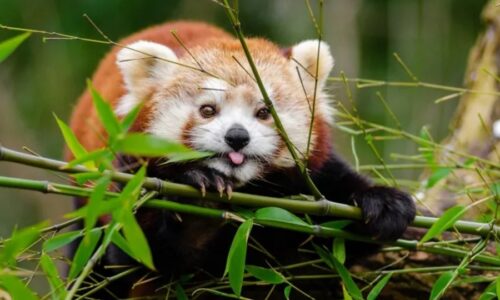 red-panda