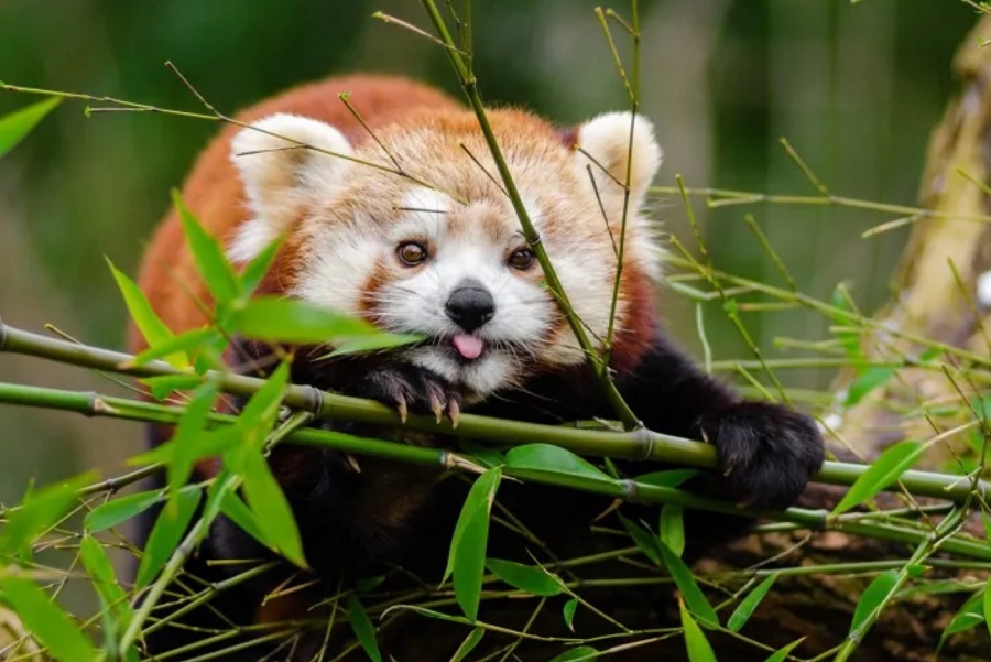 red-panda