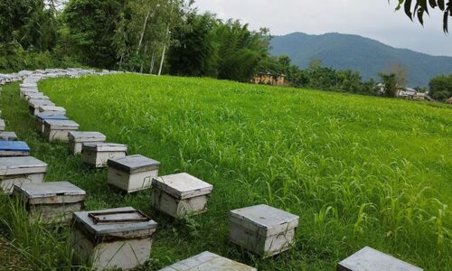 bee-farm