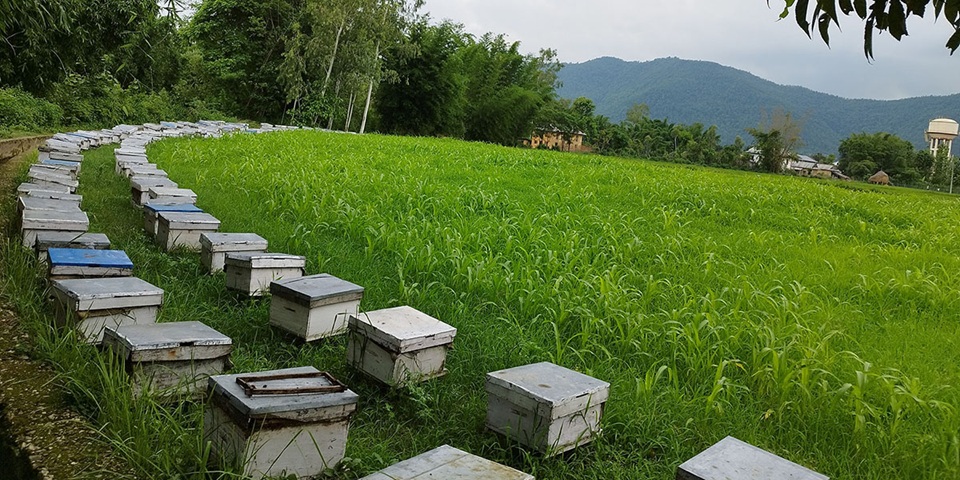 bee-farm