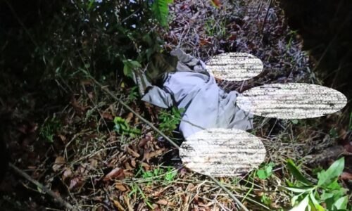 leopard attack bandipur
