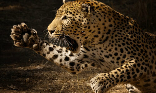 leopard attacked