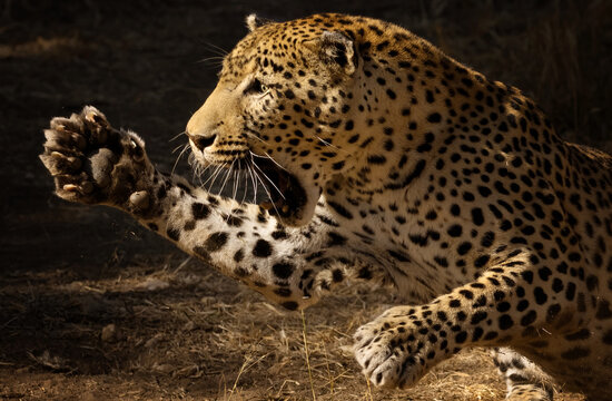 leopard attacked
