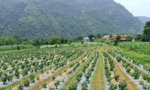 Akabare-kheti-at-Syangja