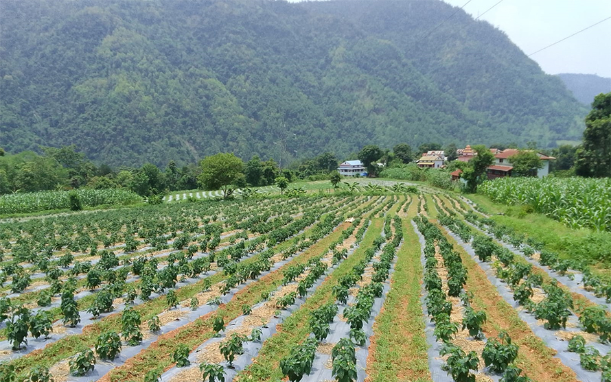 Akabare-kheti-at-Syangja