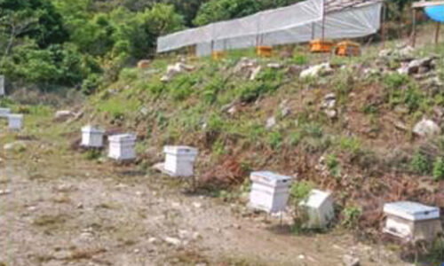 mauri-palan-bee-farming-in-waling