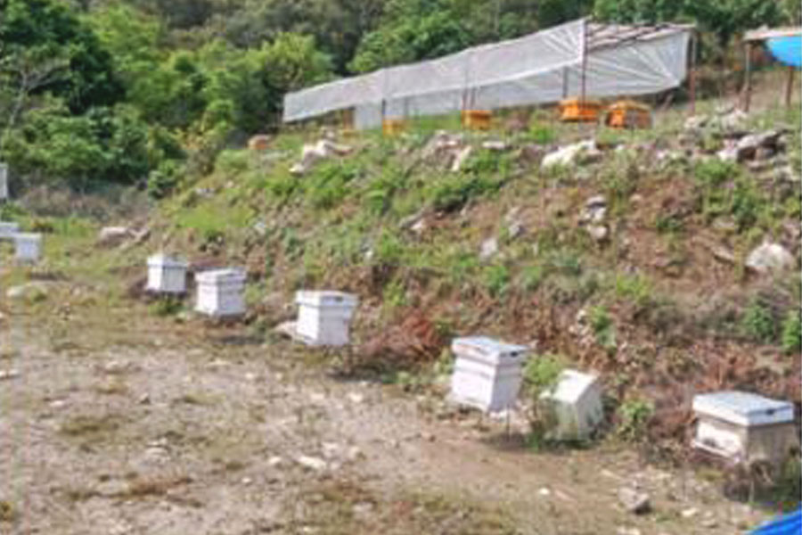 mauri-palan-bee-farming-in-waling