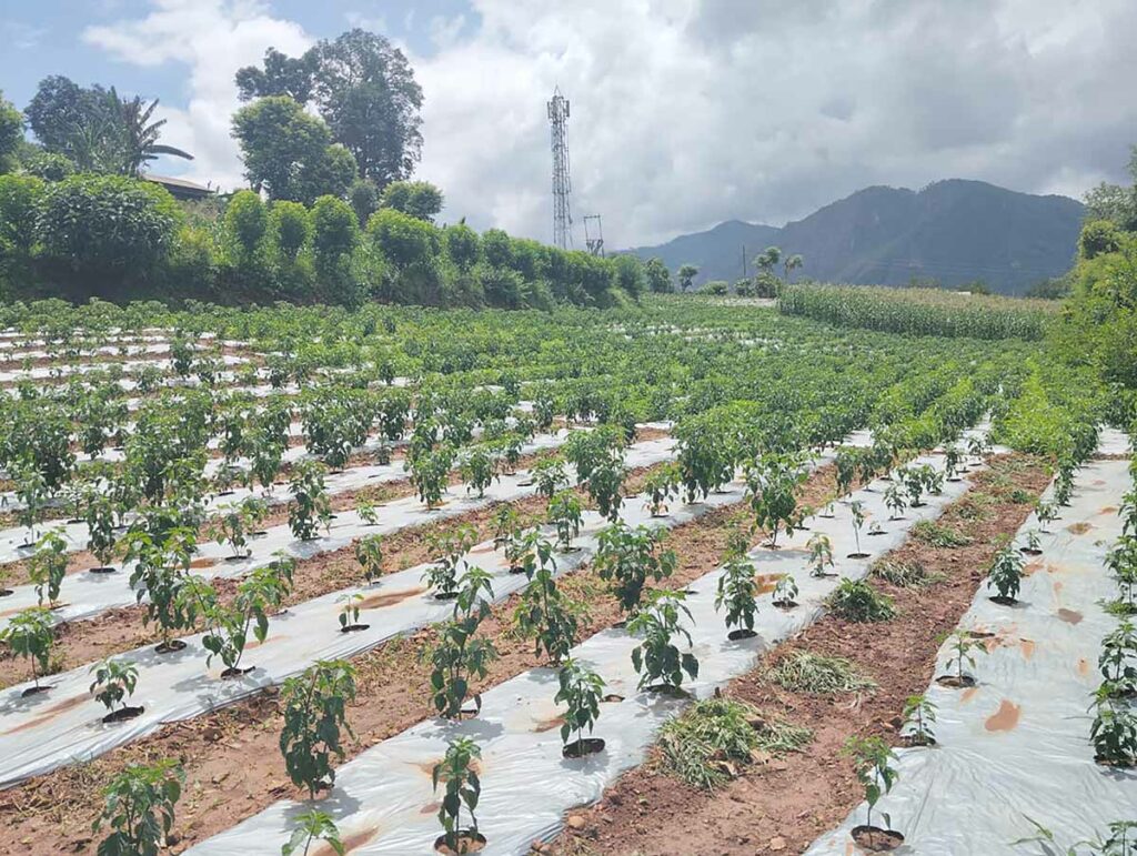 Akabare Khursani kheti