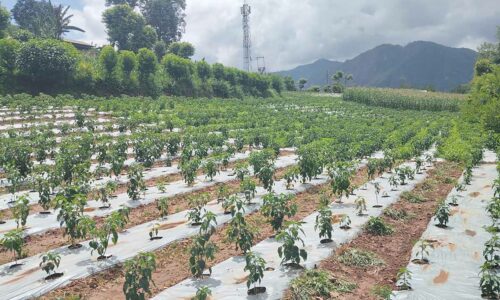 Akabare Khursani kheti