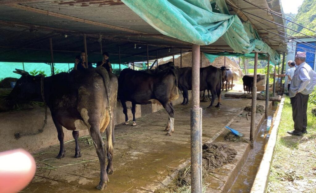 Syangja veteranary anugaman