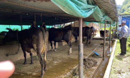 Syangja veteranary anugaman