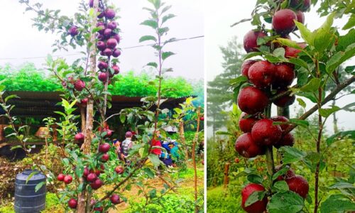 Apple-Baglung