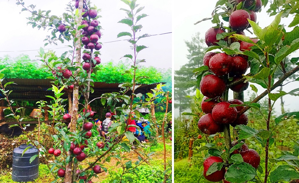 Apple-Baglung