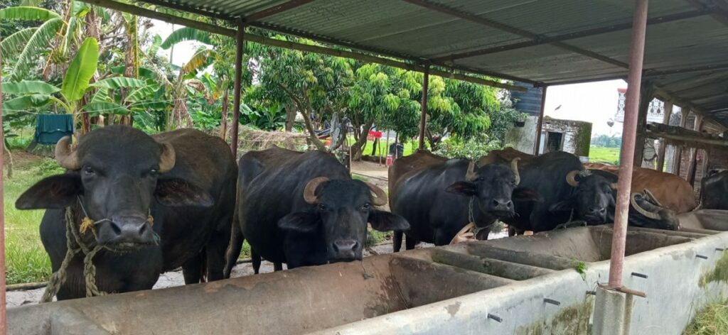 bhaisi-palan-waling8