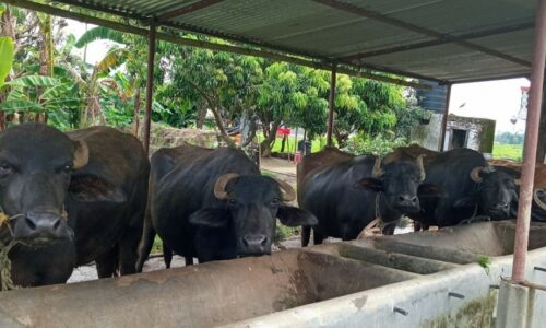 bhaisi-palan-waling8