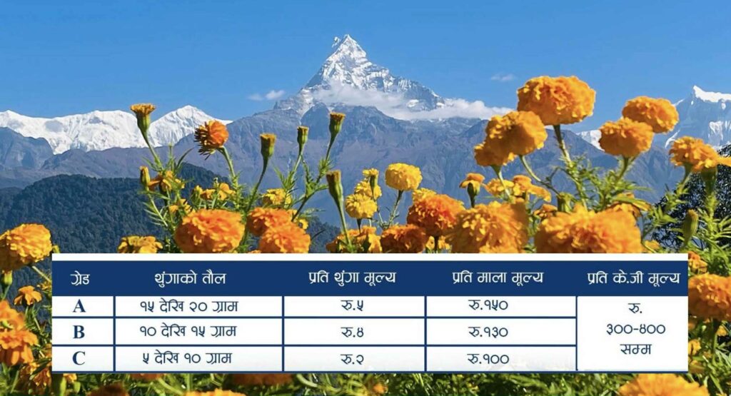 pokhara sayapatri daam