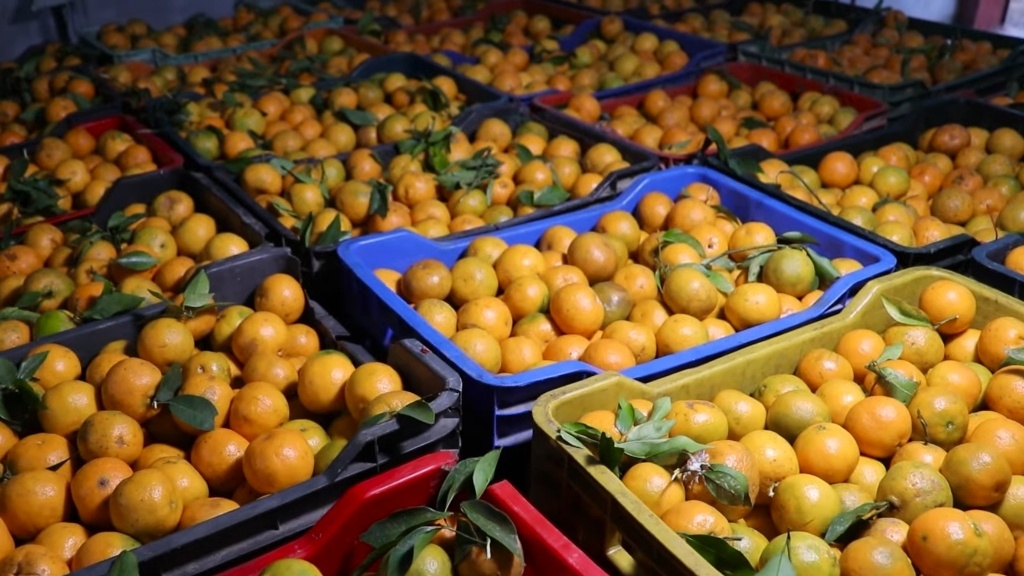 Syangja-earns-over-Rs-1.32-billion-from-orange-production