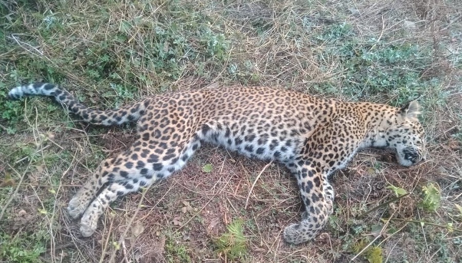 Leopard-Death_file-pic