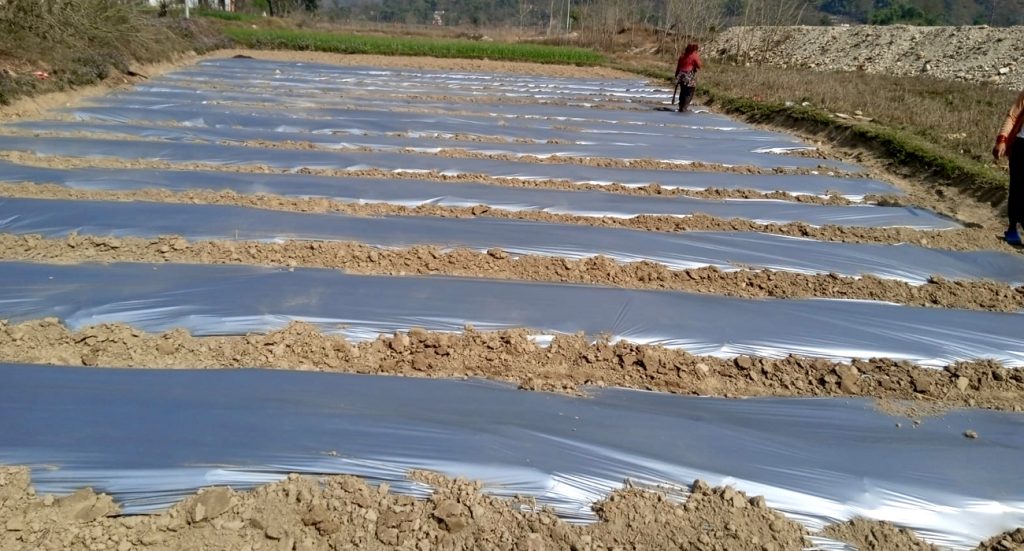 bheerkot-aandhikhola-kinarma-tarbuja-kheti