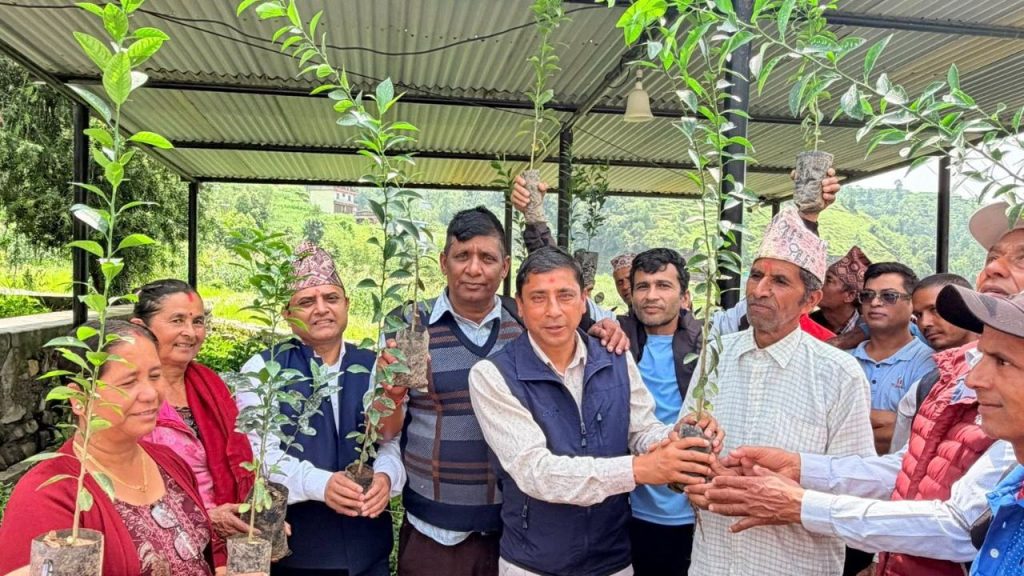 Orange and lemon seedlings at a discount to farmers