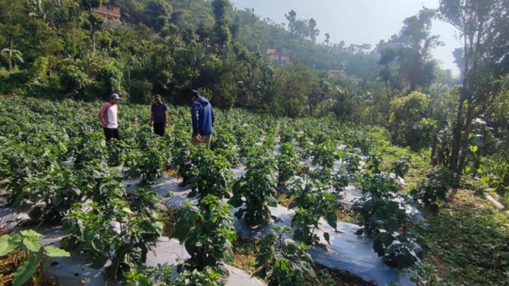 Commercial cultivation of Akbare chillies expanded in Bheerkot
