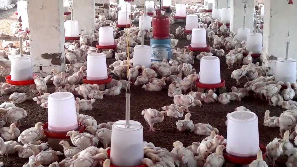 farm bird flu