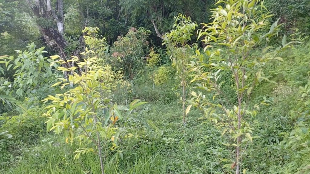 Agarwood cultivation-Chapakot-dotel