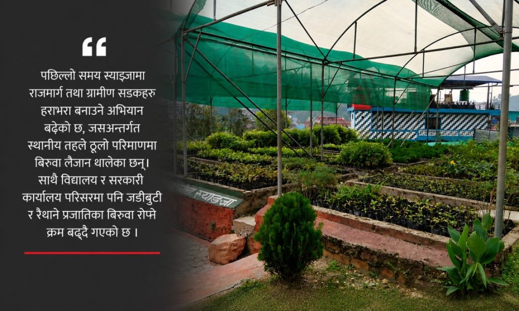 Green nursery growth in Syangja