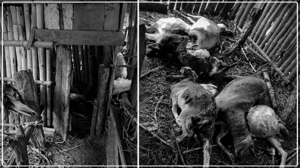 Leopard enters goat pen, kills eight goats