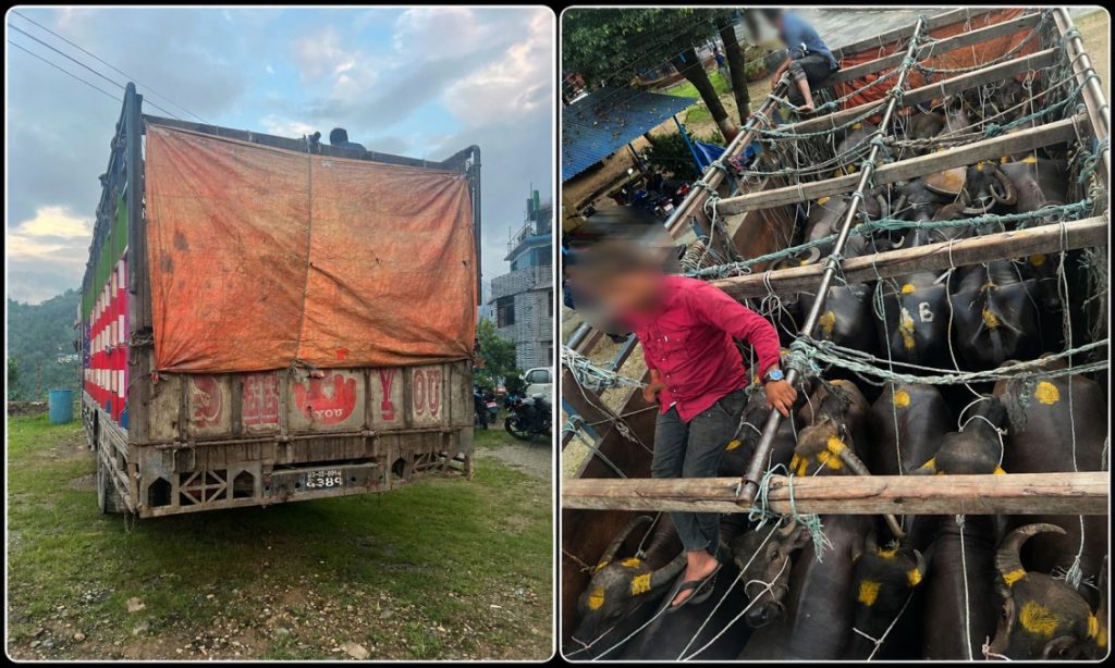 Man arrested for transporting livestock in a cruel manner, violating standards