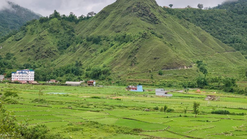 Over 82 prc of paddy planting has been completed in Syj