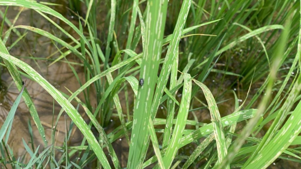 Scale insect infestation in rice crops